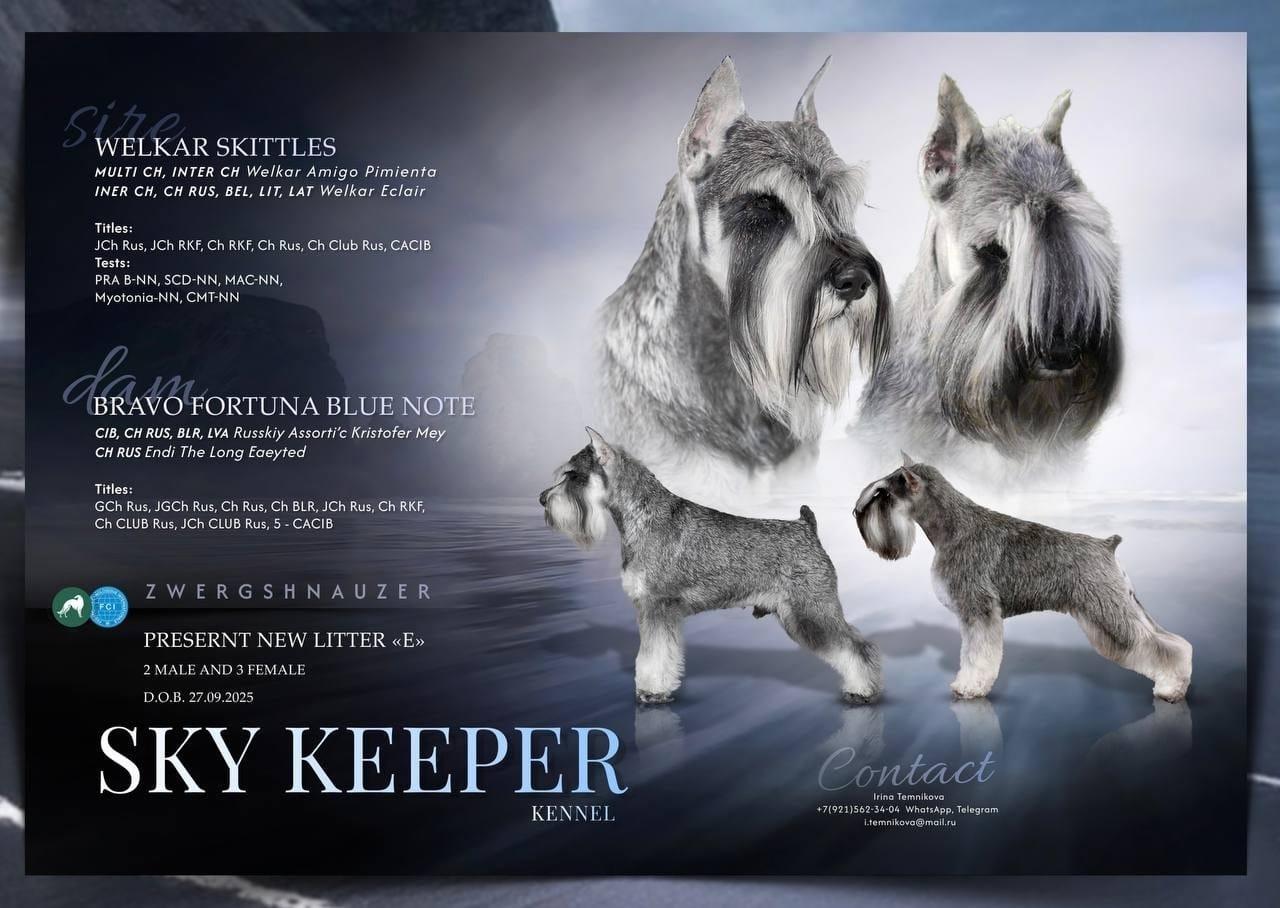 Предлагаем щенков цвергшнауцера, окрас перец с солью Предлагаем щенков цвергшнауцера, окрас перец с солью