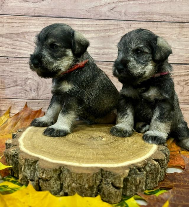 Предлагаем щенка цвергшнауцера, окрас перец с солью Предлагаем щенка цвергшнауцера, окрас перец с солью