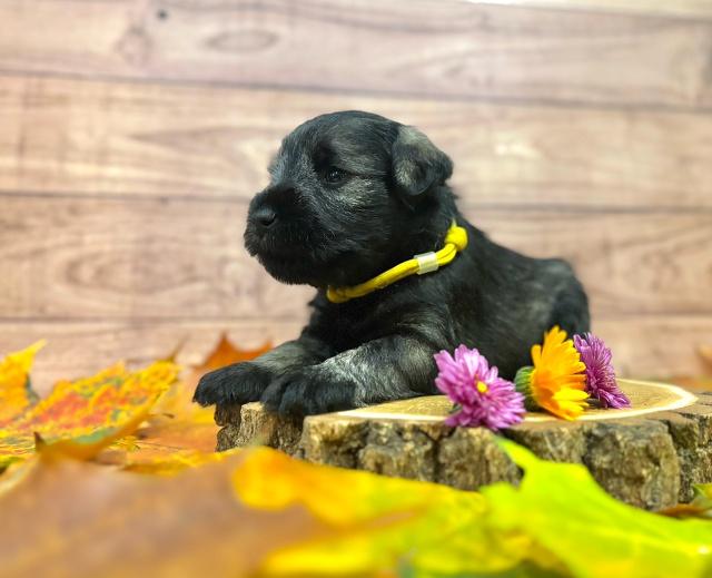 Предлагаем щенка цвергшнауцера, окрас перец с солью Предлагаем щенка цвергшнауцера, окрас перец с солью