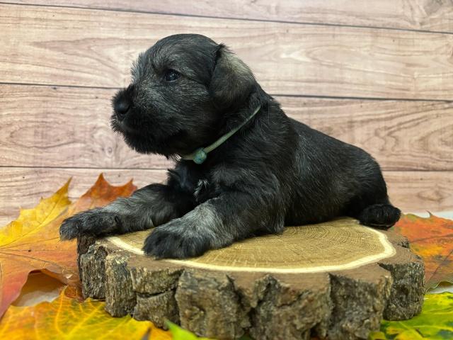 Предлагаем щенка цвергшнауцера, окрас перец с солью Предлагаем щенка цвергшнауцера, окрас перец с солью