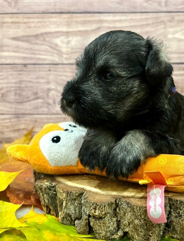 Предлагаем щенка цвергшнауцера, окрас перец с солью Предлагаем щенка цвергшнауцера, окрас перец с солью