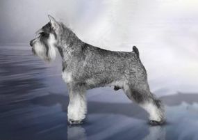 Отец щенков