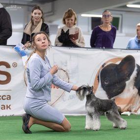Цвергшнауцер Sky Keeper Alen Delon