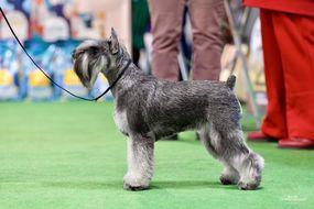 Цвергшнауцер Arctic Ice