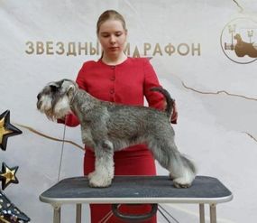 Цвергшнауцер Царская Особа