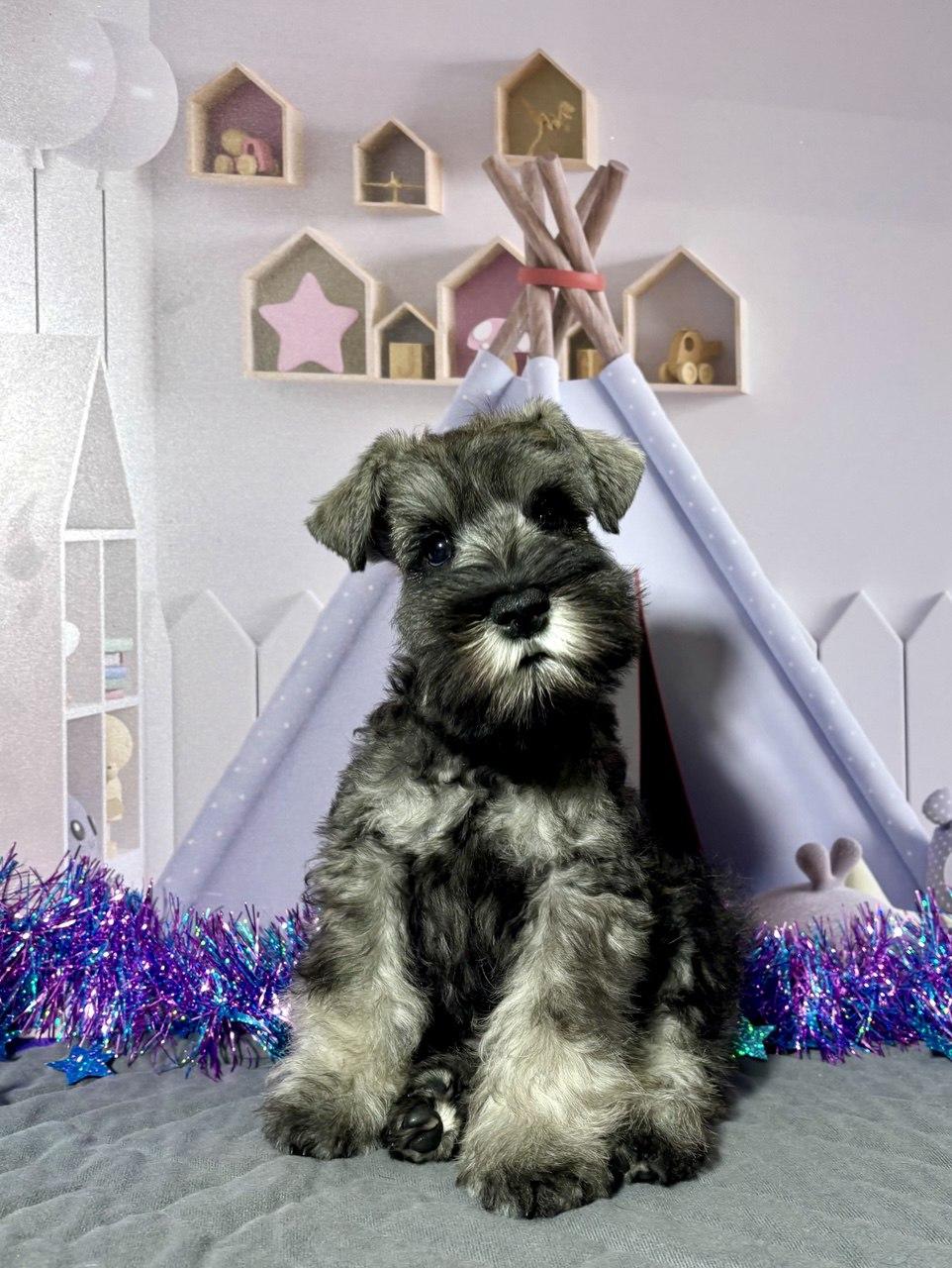 Предлагаем щенка цвергшнауцера, окрас перец с солью