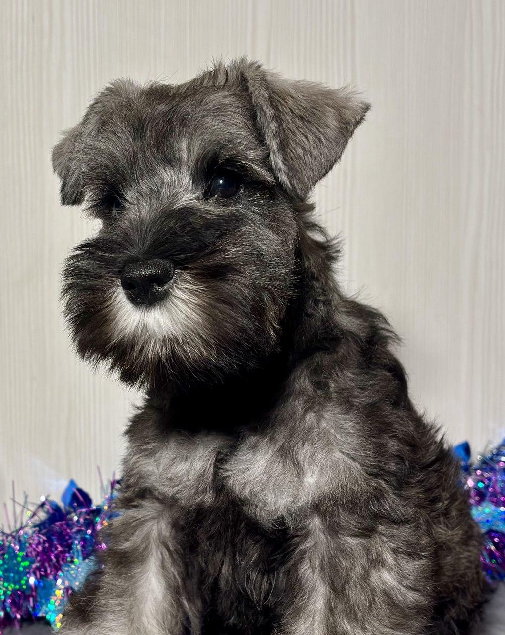 Предлагаем щенка цвергшнауцера, окрас перец с солью