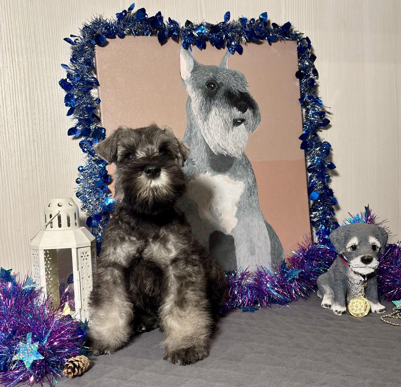 Предлагаем щенка цвергшнауцера, окрас перец с солью