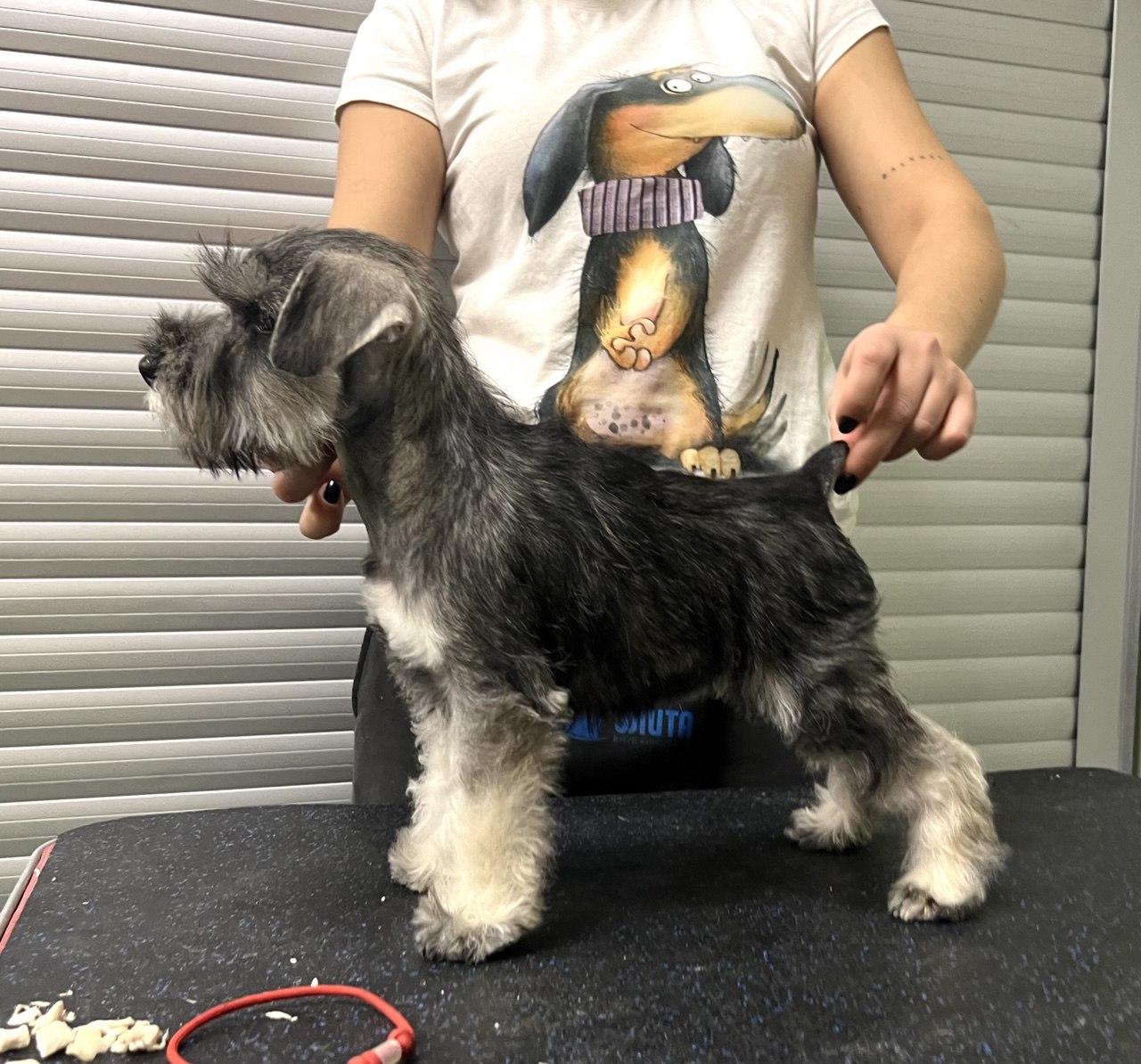 Предлагаем щенка цвергшнауцера, окрас перец с солью