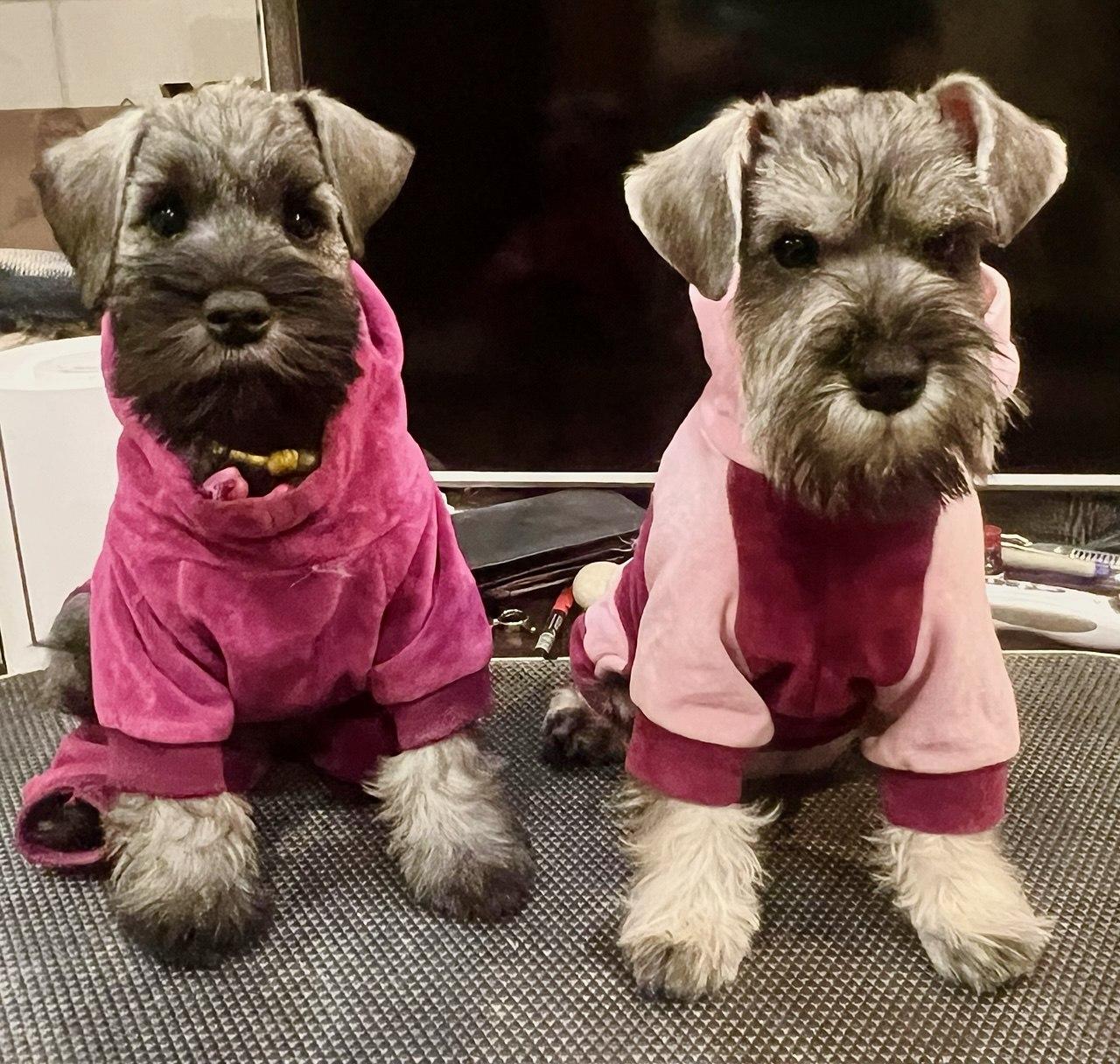 Предлагаем щенка цвергшнауцера, окрас перец с солью